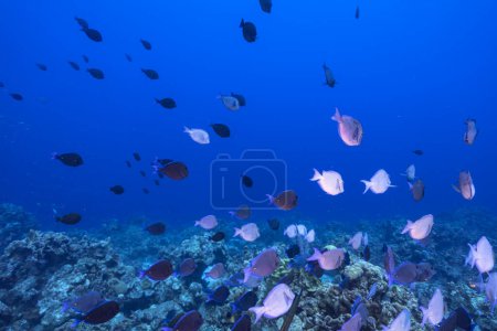 Photo for Seascape with School of Surgeonfish, coral, and sponge in the coral reef of the Caribbean Sea, Curacao - Royalty Free Image