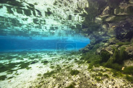 Paysages sous-marins en Three Sisters Springs, Crystal River, Floride, États-Unis