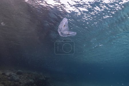 Téléchargez les photos : Paysage marin avec Spot Winged Comb Jelly dans l'eau turquoise du récif corallien dans la mer des Caraïbes, Curaçao - en image libre de droit