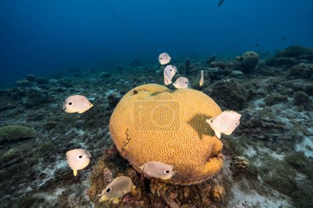 Foto de Paisaje marino con Butterflyfish durante el desove de Grooved Brain Coral en el arrecife de coral del Mar Caribe, Curazao - Imagen libre de derechos