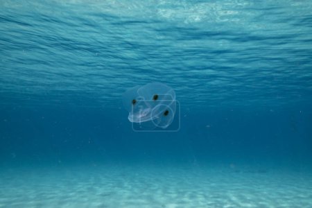 Téléchargez les photos : Paysage marin avec Spot Winged Comb Jelly dans l'eau turquoise du récif corallien dans la mer des Caraïbes, Curaçao - en image libre de droit
