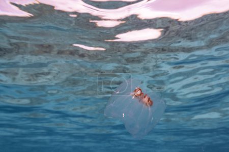 Téléchargez les photos : Seascape with Salp, Tunicate in the turquoise water of the Caribbean Sea, Curacao - en image libre de droit