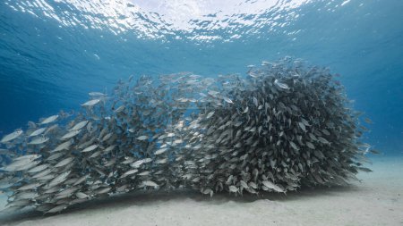 Téléchargez les photos : Poissons d'élevage, Grand Oeil Scad dans les eaux peu profondes de la mer des Caraïbes - en image libre de droit