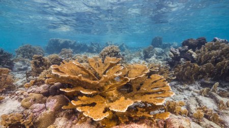 Téléchargez les photos : Paysage marin avec Elkhorn Corail et éponge dans le récif corallien de la mer des Caraïbes, Curaçao - en image libre de droit