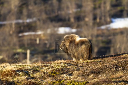 Photo for Muskox in Dovrefjell national park, Norway - Royalty Free Image