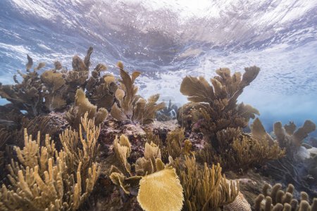 Photo for Seascape in shallow water of coral reef in Caribbean Sea, Curacao with fish, Sea Fan, Gorgonian Coral and sponge - Royalty Free Image