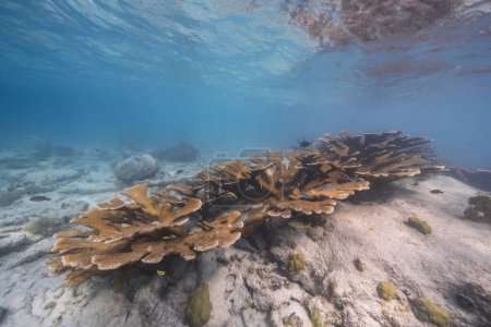 Téléchargez les photos : Paysage marin avec grand corail d'Elkhorn dans le récif corallien de la mer des Caraïbes, Curaçao - en image libre de droit