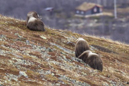 Foto de Muskoxes en el parque nacional Dovrefjell, Noruega - Imagen libre de derechos