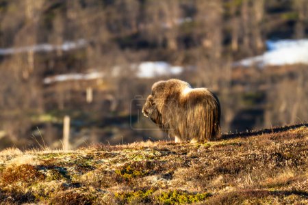 Téléchargez les photos : Boeuf musqué dans le parc national de Dovrefjell, Norvège - en image libre de droit