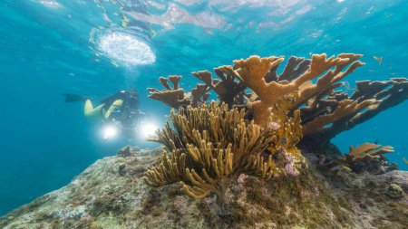 Téléchargez les photos : Paysage marin avec plongeur et grand corail d'Elkhorn dans le récif corallien de la mer des Caraïbes, Curaçao - en image libre de droit