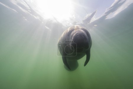 Foto de Paisaje marino con natación Manatí en agua de río - Imagen libre de derechos