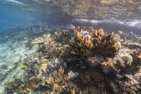 Foto de Paisaje marino con gran Coral de Elkhorn en el arrecife de coral del Mar Caribe, Curazao - Imagen libre de derechos