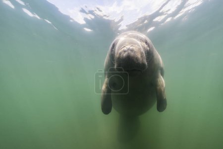 Photo for Seascape with swimming Manatee in river water - Royalty Free Image
