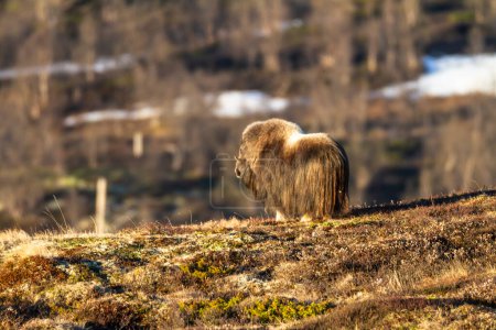 Téléchargez les photos : Boeuf musqué dans le parc national de Dovrefjell, Norvège - en image libre de droit