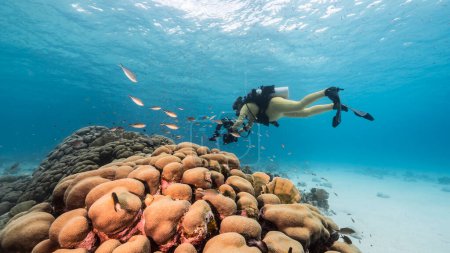 Téléchargez les photos : Plongeur dans le récif corallien dans la mer des Caraïbes - en image libre de droit