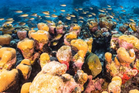 Foto de Paisaje marino en aguas turquesas de arrecife de coral en el Mar Caribe. - Imagen libre de derechos