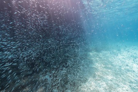 Téléchargez les photos : Scène sous-marine avec poissons et récifs coralliens dans l'océan - en image libre de droit
