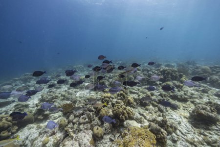 Téléchargez les photos : Paysage marin avec école de poissons chirurgiens, corail et éponge dans le récif corallien de la mer des Caraïbes, Curaçao - en image libre de droit
