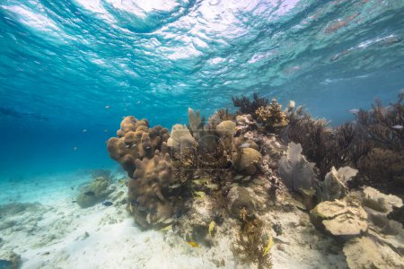 Seelandschaft mit großen Elchhornkorallen im Korallenriff der Karibik, Curacao