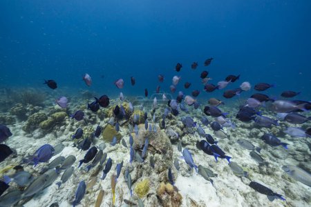 Téléchargez les photos : Paysage marin avec école de poissons chirurgiens, corail et éponge dans le récif corallien de la mer des Caraïbes, Curaçao - en image libre de droit
