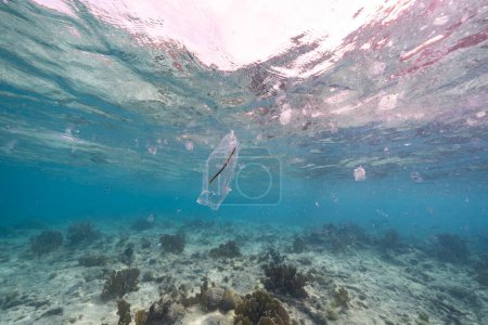 Foto de Paisaje marino con Salp, Tunicate en el agua turquesa del Mar Caribe, Curazao - Imagen libre de derechos