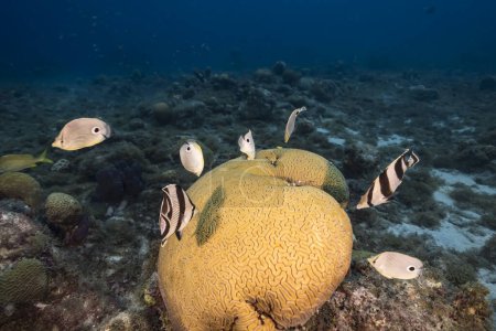 Seelandschaft mit Schmetterlingsfischen beim Laichen von Grooved Brain Coral im Korallenriff der Karibik, Curacao