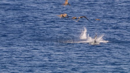 Photo for Dolphin jumping over water - Royalty Free Image