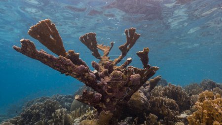 Foto de Paisaje marino con Elkhorn Coral y esponja en el arrecife de coral del Mar Caribe, Curazao - Imagen libre de derechos