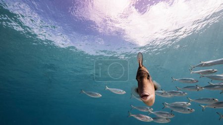 Foto de La escolarización de peces, Big Eye Scad peces en las aguas poco profundas del Mar Caribe - Imagen libre de derechos