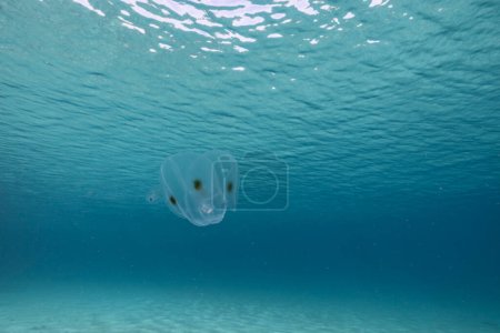 Foto de Paisaje marino con gelatina de peine alado Spot en el agua turquesa del arrecife de coral en el Mar Caribe, Curazao - Imagen libre de derechos