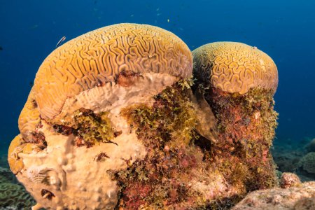 Foto de Paisaje marino con Butterflyfish durante el desove de Grooved Brain Coral en el arrecife de coral del Mar Caribe, Curazao - Imagen libre de derechos