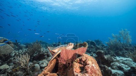 Foto de Paisaje marino con tortuga carey en el arrecife de coral del Mar Caribe, Curazao - Imagen libre de derechos
