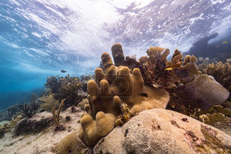 Téléchargez les photos : Paysage marin dans les eaux peu profondes du récif corallien dans la mer des Caraïbes, Curaçao avec poissons, Pilier Corail et éponge - en image libre de droit