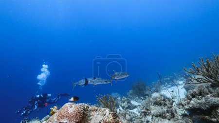 Téléchargez les photos : Plongée dans la mer, photographie sous-marine - en image libre de droit