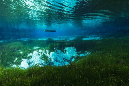 Foto de Paisaje submarino en Three Sisters Springs, Crystal River, Florida, Estados Unidos - Imagen libre de derechos