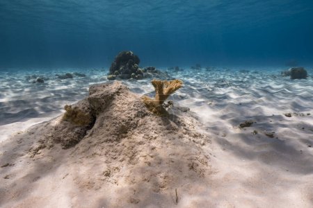 Téléchargez les photos : Paysage marin dans les eaux peu profondes du récif corallien dans la mer des Caraïbes, Curaçao avec des poissons, Ventilateur de mer, Gorgone Corail et éponge - en image libre de droit
