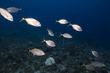 Foto de Dusk: seascape with School of Fish, Yellow Jacks in the coral reef of Caribbean Sea, Curacao - Imagen libre de derechos