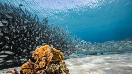 Téléchargez les photos : Paysage marin avec boule d'appât, Ecole de poissons, Maquereau dans le récif corallien de la mer des Caraïbes, Curaçao - en image libre de droit