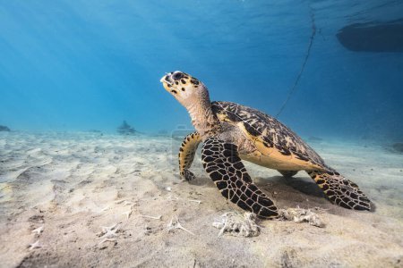 Photo for Amazing Green Sea Turtle in shallow water of the Caribbean Sea around Curacao - Royalty Free Image