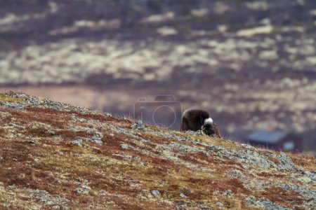 Foto de Muskox en el parque nacional Dovrefjell, Noruega - Imagen libre de derechos