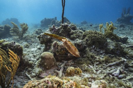 Téléchargez les photos : Paysage marin avec calmar récifal, corail et éponge dans le récif corallien de la mer des Caraïbes, Curaçao - en image libre de droit