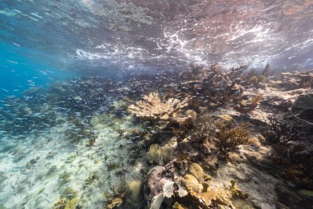 Téléchargez les photos : Paysage marin avec divers poissons, coraux et éponges dans le récif corallien de la mer des Caraïbes, Curaçao - en image libre de droit