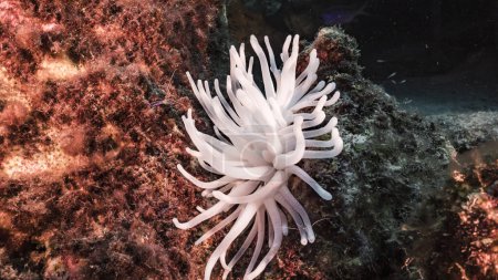 Foto de Paisaje marino con anémona marina blanqueada, coral y esponja en arrecife de coral del Mar Caribe, Curazao - Imagen libre de derechos