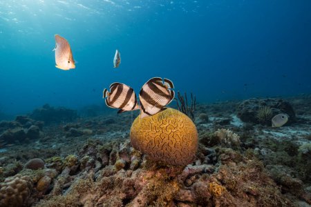 Téléchargez les photos : Paysage marin avec des poissons-papillons pendant le frai de corail cervical rainuré dans le récif corallien de la mer des Caraïbes, Curaçao - en image libre de droit