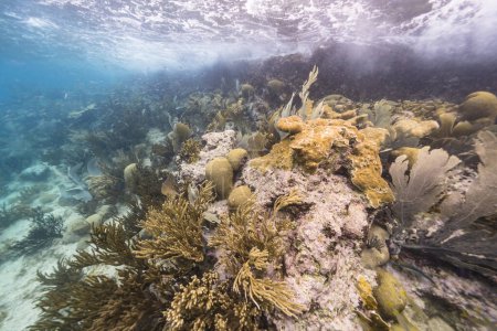 Téléchargez les photos : Paysage marin dans les eaux peu profondes du récif corallien dans la mer des Caraïbes, Curaçao avec des poissons, Ventilateur de mer, Gorgone Corail et éponge - en image libre de droit