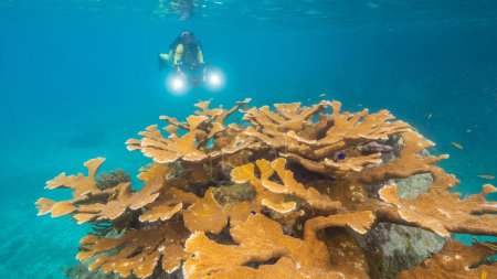 Téléchargez les photos : Paysage marin avec plongeur et grand corail d'Elkhorn dans le récif corallien de la mer des Caraïbes, Curaçao - en image libre de droit