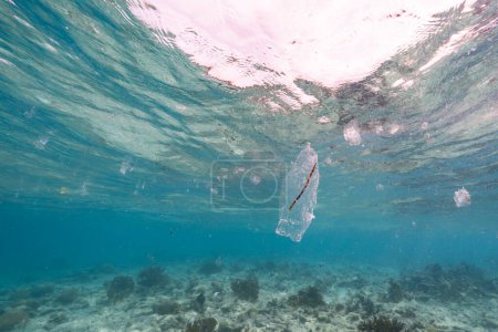 Foto de Seascape with Salp, Tunicate in the turquoise water of the Caribbean Sea, Curacao - Imagen libre de derechos