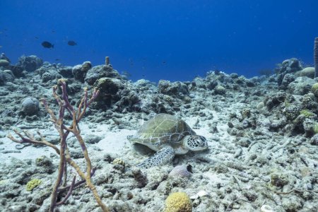 Foto de Increíble tortuga marina verde en aguas poco profundas del mar Caribe alrededor de Curazao - Imagen libre de derechos