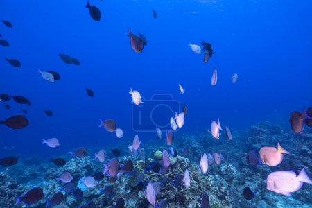 Foto de Paisaje marino con Escuela de Cirujanos, coral y esponja en el arrecife de coral del Mar Caribe, Curazao - Imagen libre de derechos