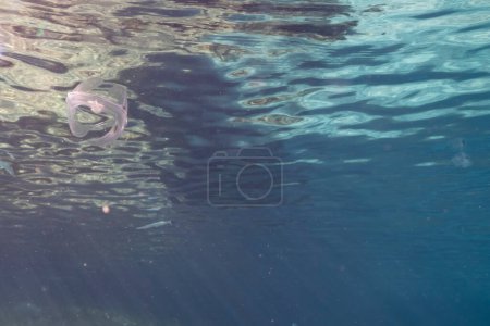 Foto de Paisaje marino con gelatina de peine alado Spot en el agua turquesa del arrecife de coral en el Mar Caribe, Curazao - Imagen libre de derechos